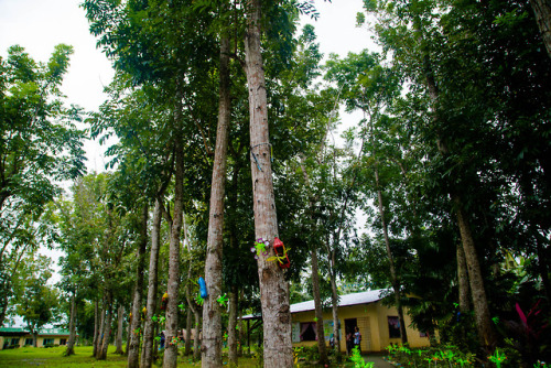 The School Grounds